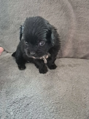 Süße Mischlings Hunde