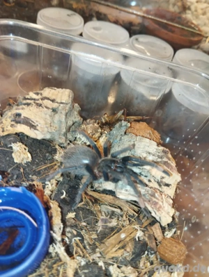 Vogelspinnen - Sericopelma sp.Santa Catalina 3 cm