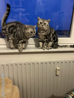 Zwei Bkh Kater zu verkaufen