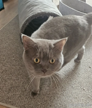 Britisch Kurzhaar lilac