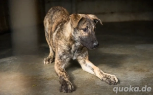 tapferes Knickohr Homer sucht Zuhause