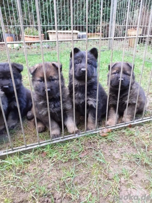 Deutsche Schäferhundwelpen