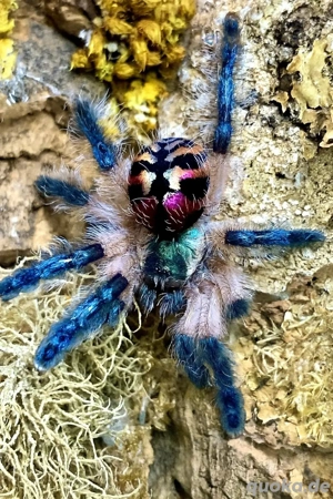 Vogelspinnen zu Verkaufen 