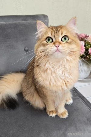 BLH BKH Kater Teddy Black Golden Shaded (7 Monate) für Zucht geeignet