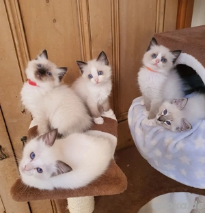 Reinrassige Ragdoll Kitten auszugsbereit