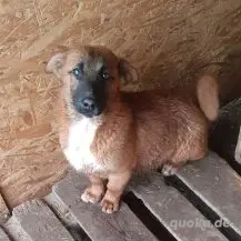 Emoji im Wachstum - Der kleine Wildfang!