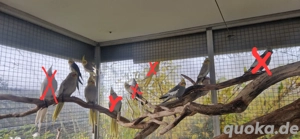 Nymphensittiche 7 Stück 