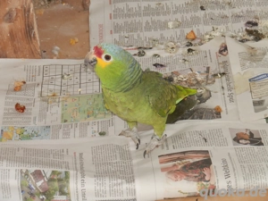 Junge Gelbwangenamazone beißt sich Federn ab !