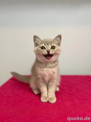 Reinrassige BKH Kitten mit Stammbaum,Britisch Kurzhaar Kätzchen