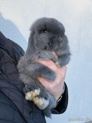 Minilop * Mini lop * Zwergwidder * Zwergkaninchen