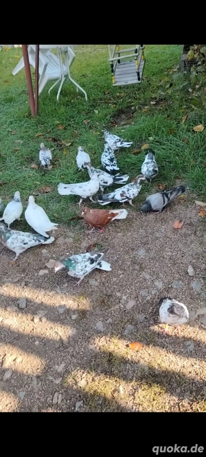 verkaufe verschiedene Rasse kosovarische Taube