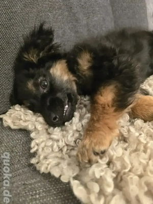 Dringend!!! 3 Monate alte Mischlingshündin