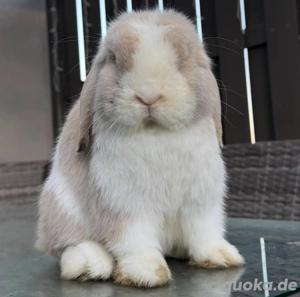 Minilop * Mini lop * Zwergwidder * Zwergkaninchen