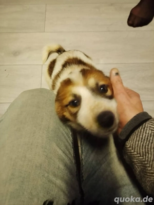 Anfängerjunghund Skyla sucht liebevolles Zuhause 