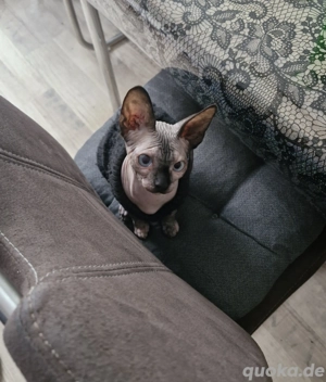 Canadia shpinx mädchen