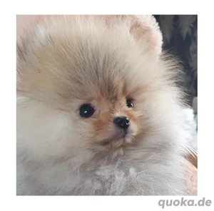 Reinrassige Pomeranian Zwergspitz Rüde Welpe Ganz besonders Unser Herr Nielson
