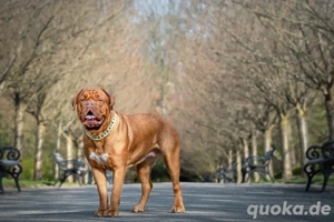 Wurfankündigung Bordeauxdoggen 