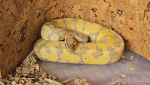 Königspython zu verkaufen