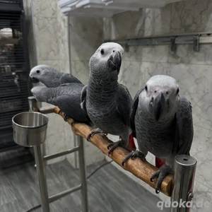 Gezähmte Afrikanische Graupapageien 