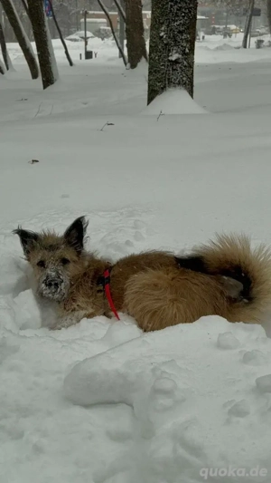 Bella sucht zuhause für immer