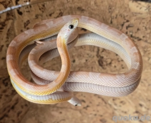 Kornnatter NZ 24 zu verkaufen