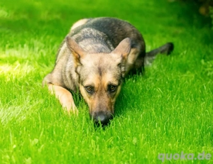 Warmherzige Leya sucht warmherzige Menschen   