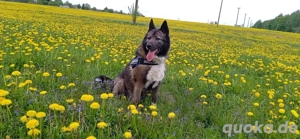 Anmutige Simba sucht liebevolle Menschen