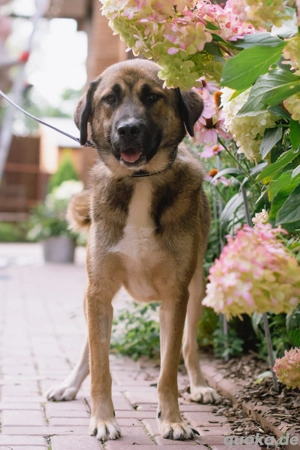 Aksi möchte ihre ganze Liebe zeigen