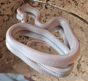 Kornnatter ENZ 24 zu verkaufen