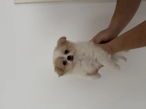 Pomchi welpe Hündin