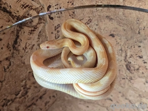 Kornnatter ENZ 24 zu verkaufen