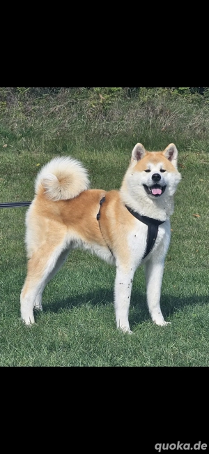 Akita Inu Suguru 