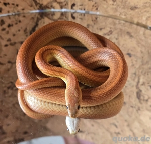 Kornnatter ENZ 23 zu verkaufen