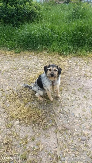 Belle hat großes Herz zu Verschenken  