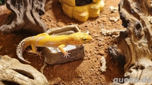 Leopardgecko Weibchen inkl. Terrarium