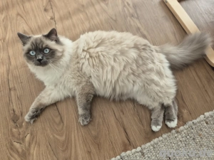 Verschmuster Kater sucht liebevolles Zuhause!