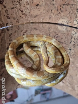 Kornnatter NZ 23 zu verkaufen