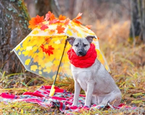 Iriska sucht liebe Menschen