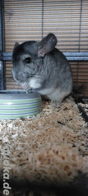 Chinchilla Gruppe 