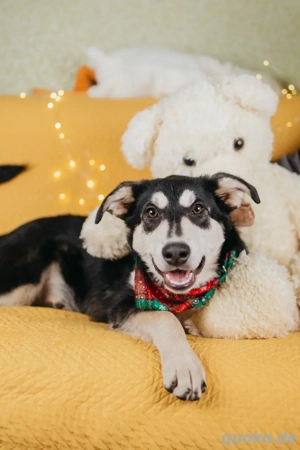 Süße Mia wartet auf ihre Menschen