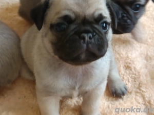 Kleine Herzensbrecher: Gesunde Mopswelpen, verspielt u.verschmust Abgabe ab 06.02.26