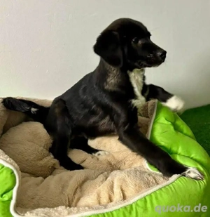 Katzenverträgliches, zuckersüsses Welpenmädchen Mony....