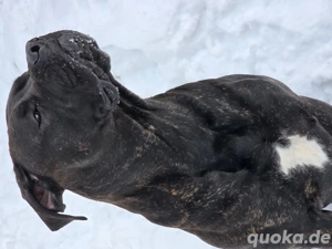 MolosserMix Knut 1,5 Jahre möchte Einzelprinz werden