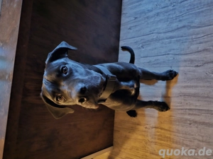 MolosserMix Kalle 1,5 Jahre möchte Einzelprinz werden 