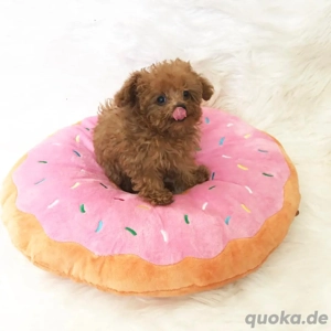 Kostbare Minipudelwelpen suchen ein Zuhause für immer