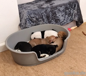 Mama russische Toy Terrier Papa Chihuahua