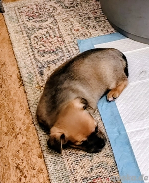 Mama russische Toy Terrier Papa Chihuahua