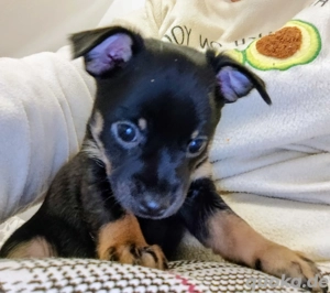 Mama russische Toy Terrier Papa Chihuahua