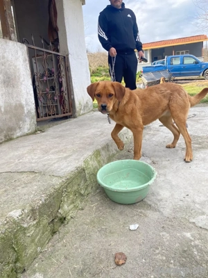 Caramel sucht ein liebevolles Zuhause