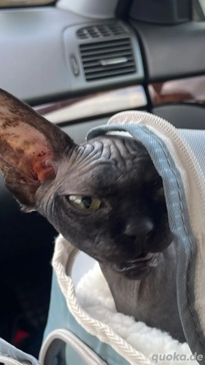 SUCHE sphynx Katze Kater Nacktkatze 